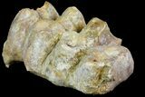 Gomphotherium (Mastodon Relative) Molar - France #139356-2